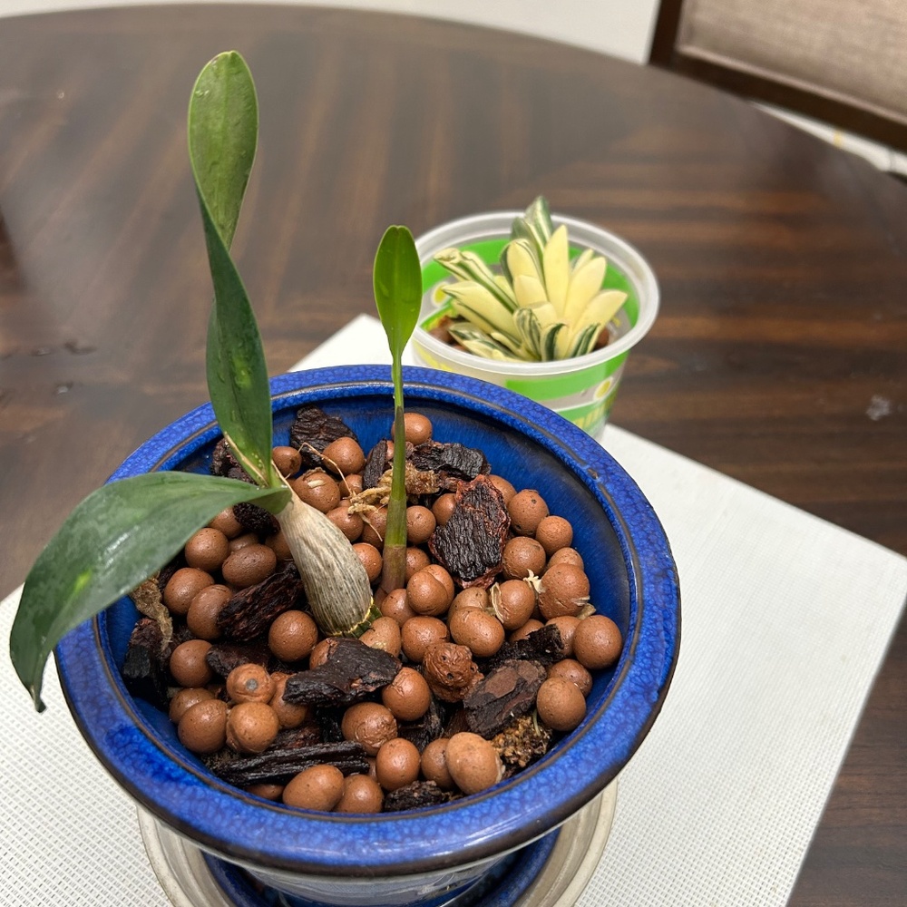 🌼 Rare Australian Dendrobium Orchid ( Only 1 offered this year)_ Collection #3. - Picture 12 of 13